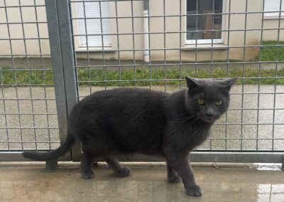 PEPPER