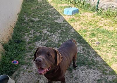 Pancho