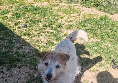 Sophia