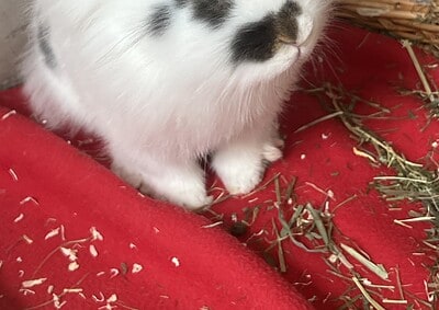 ROSIE