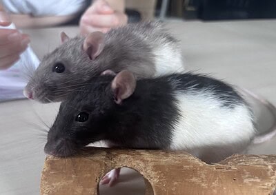 RATA et TOUILLE