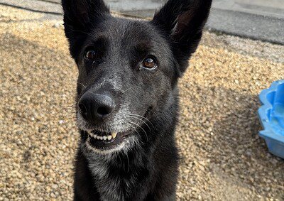 STELLA